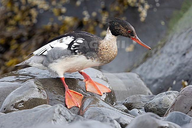 Red-breasted Merganser (Mergus serrator), side view of an adult male standing on some rocks, Capital Region, Iceland stock-image by Agami/Saverio Gatto,