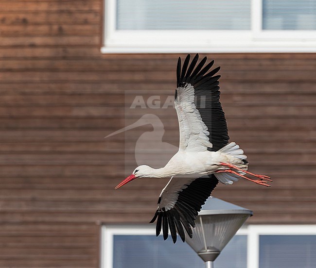 White Stork, Ciconia ciconia, in center of town of Valkenburg, in Zuid-Holland province, Netherlands. Flying in front of a house. stock-image by Agami/Marc Guyt,