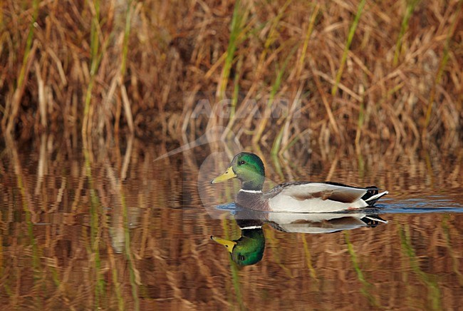 Mannetje Wilde Eend; Drake Mallard stock-image by Agami/Markus Varesvuo,