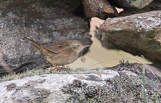 First-winter Lanceolated Warbler (Locustella lanceolata) during autumn migration on a Scottish Island in Great Britain. stock-image by Agami/Michael McKee,