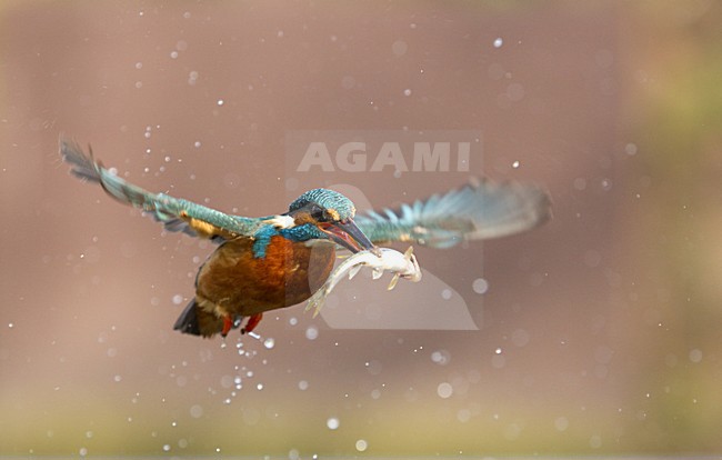 manual updated stock-image by Agami/Danny Green,