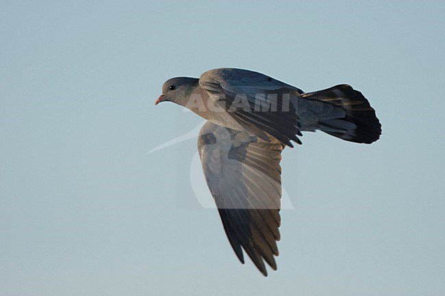 Holenduif vliegend; Stock Dove flying stock-image by Agami/Harvey van Diek,