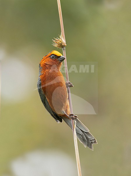 Plushcap (Catamblyrhynchus diadema citrinifrons) (subspecies) perched sideways on a bamboo branch in Cusco, Peru, South-America. stock-image by Agami/Steve Sánchez,