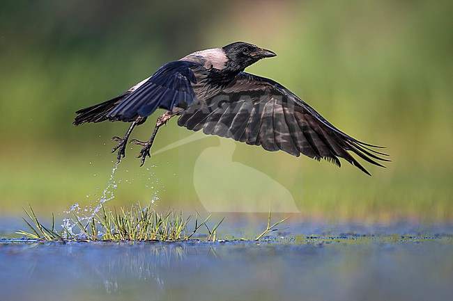 Hooded Crow (Corvus cornix) in Italy. stock-image by Agami/Daniele Occhiato,