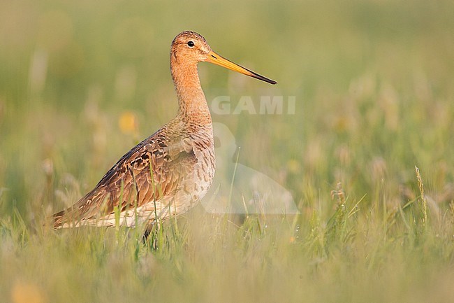 Grutto, Black-tailed Godwit stock-image by Agami/Menno van Duijn,