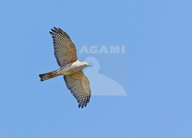 Collared sparrowhawk (Accipiter cirrocephalus) in West Papua, Indonesia. stock-image by Agami/Pete Morris,