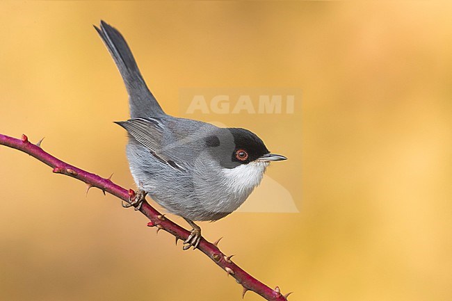 Kleine Zwartkop, Sardinian Warbler, Sylvia melanocephala stock-image by Agami/Daniele Occhiato,