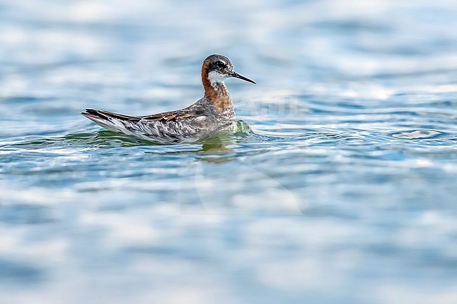 Probable male moulting Red-necked Phalarope (Phalaropus lobatus) swimming on a reservoir near Atyrau, Western Kazakhstan. stock-image by Agami/Vincent Legrand,