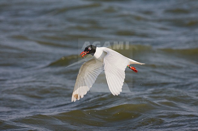 Mediterranean Gull adult feeding on water surface; Zwartkopmeeuw volwassen fouragerend op het wateroppervlak stock-image by Agami/Marc Guyt,