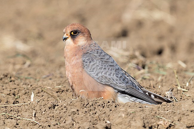 Red-footed Falcon (Falco vespertinus), adult female standing on the ground stock-image by Agami/Saverio Gatto,