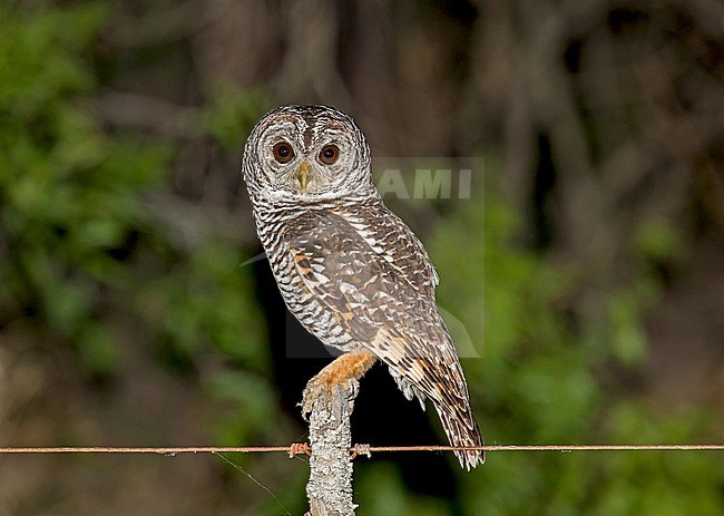 Chaco Owl (Strix chacoensis) in Paraguay. Perched on a fench during the night. stock-image by Agami/Pete Morris,