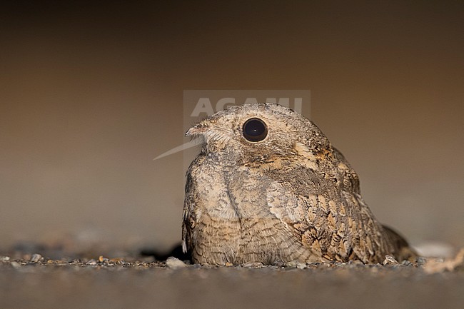 Egyptian Nightjar - Pharaonenziegenmelker - Caprimulgus aegyptius ssp. aegyptius, Oman stock-image by Agami/Ralph Martin,
