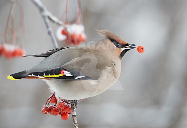 Volwassen Pestvogel foeragerend op bessen in de winter; Adult Bohemian Waxwing foraging on berries in winter stock-image by Agami/Markus Varesvuo,