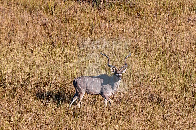 Aerial view of a male greater kudu, Tragelaphus strepsiceros. Okavango Delta, Botswana. stock-image by Agami/Sergio Pitamitz,