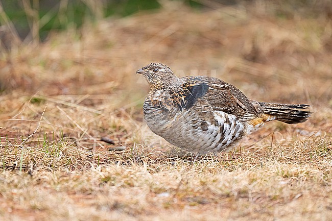 Adult male
Mackinac Co., MI
April 2025 stock-image by Agami/Brian E Small,