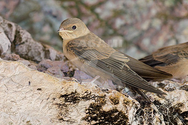 Crag Martin (Ptyonoprogne rupestris), juvenile perched on a rock, Campania, Italy stock-image by Agami/Saverio Gatto,