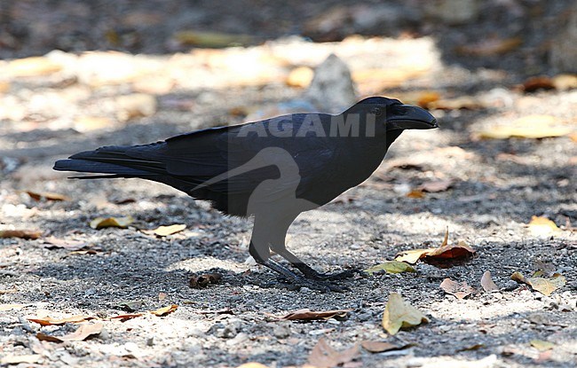 Large-billed Crow (Corvus macrorhynchos macrorhynchos), or Southern Jungle Crow, on Komodo island, Lesser Sundas, Indonesia. Standing on the ground. stock-image by Agami/James Eaton,