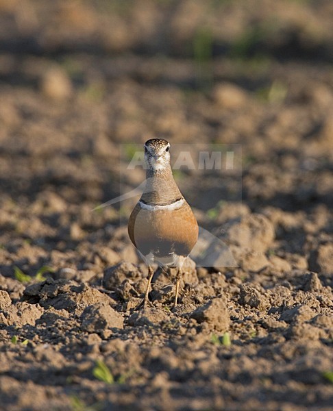 Eurasian Dotterel adult female during spring migrating, Morinelplevier volwassen vrouw tijdens voorjaars doortrek op akker stock-image by Agami/Marc Guyt,