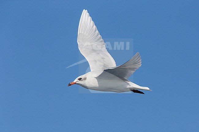 Mediterranean Gull (Ichthyaetus melanocephalus), side view of an adult in winter plumage in flight, Toscana, Italy stock-image by Agami/Saverio Gatto,
