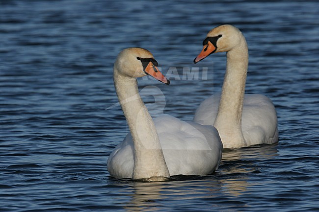 Mute Swan pair swimming, Knobbelzwaan paar zwemmend stock-image by Agami/Chris van Rijswijk,