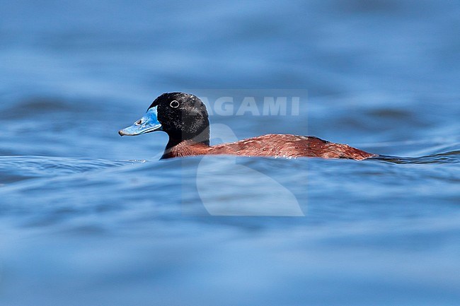 Maccoa Duck (Oxyura maccoa), side view of an adult male swimming in a lake, Western Cape, South Africa stock-image by Agami/Saverio Gatto,