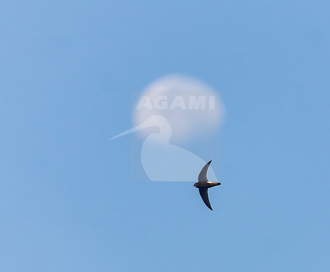 Flying House Swift (Apus nipalensis nipalensis) in India. Moon in the background. stock-image by Agami/Marc Guyt,