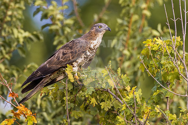 Adult European Honey Buzzard, Pernis apivorus, perched. stock-image by Agami/Daniele Occhiato,