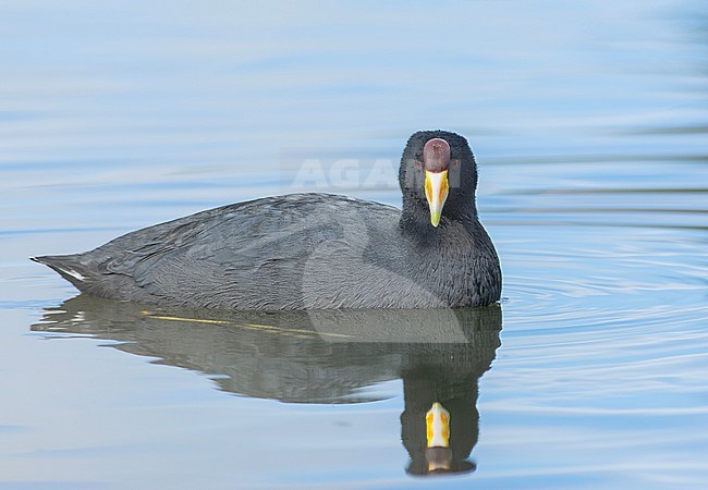 Slate-colored Coot (Fulica ardesiaca atrura) (subspecies) in the water with its own reflection in Cusco, Peru, South-America. stock-image by Agami/Steve Sánchez,