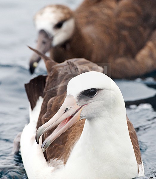 Laysanalbatros; Laysan Albatross stock-image by Agami/Marc Guyt,
