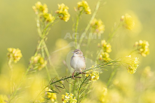 Graszanger, Zitting Cisticola, Cisticola juncidis stock-image by Agami/Menno van Duijn,
