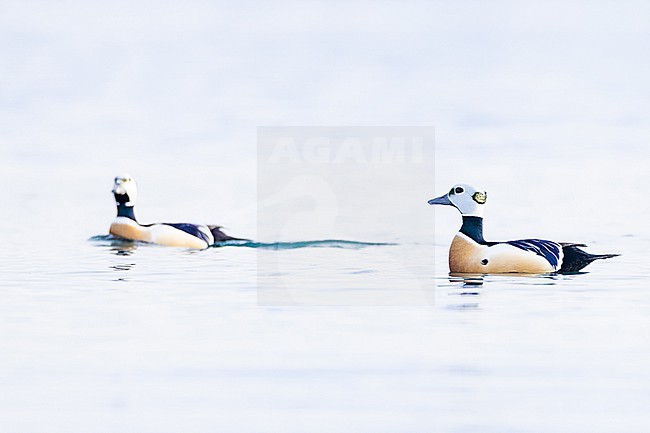  stock-image by Agami/Menno van Duijn,