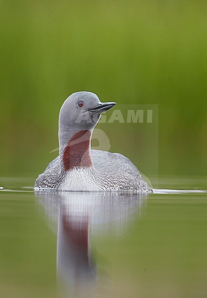 Red-throated Diver (Gavia stellata) Iceland June 2019 stock-image by Agami/Markus Varesvuo,