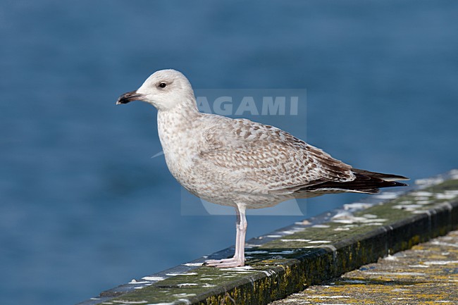 Eerste winter Zilvermeeuw; First winter European Herring Gull stock-image by Agami/Arnold Meijer,