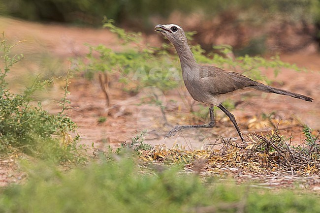 Black-legged Seriema (Chunga burmeisteri) on the ground  in Argentina stock-image by Agami/Dubi Shapiro,