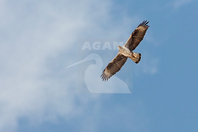 Havikarend, Bonelli's Eagle, Aquila fasciata stock-image by Agami/Martijn Verdoes,