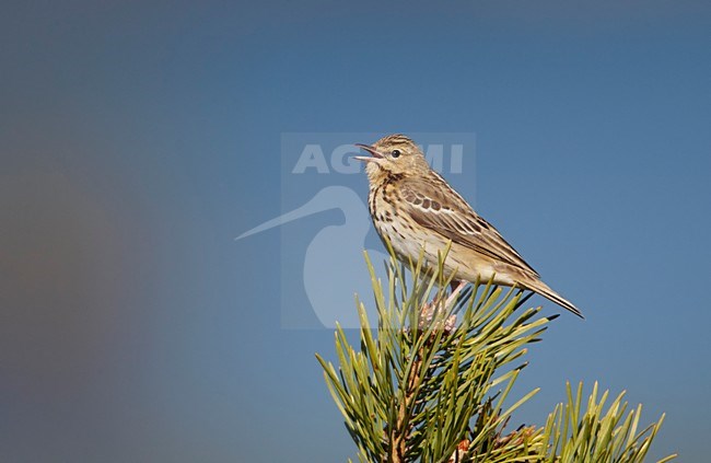Zingende Boompieper; Singing Tree Pipit stock-image by Agami/Markus Varesvuo,