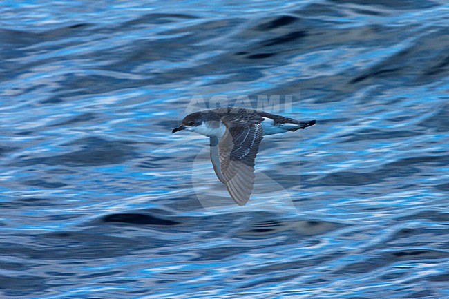 Subantarctische Kleine Pijlstormvogel, Subantarctic Little Shearwater, Puffinus elegans stock-image by Agami/Marc Guyt,
