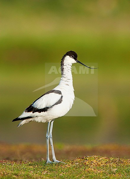 Pied Avocet (Recurvirostra avosetta) adult perched on gras with green background stock-image by Agami/Roy de Haas,