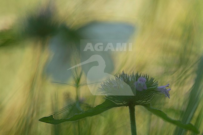 Klein geaderd witje / Green-veined White (Pieris napi) stock-image by Agami/Rob de Jong,