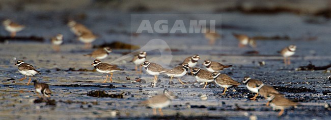 Groep Bontbekplevieren; Group of Common Ringed Plovers stock-image by Agami/Markus Varesvuo,