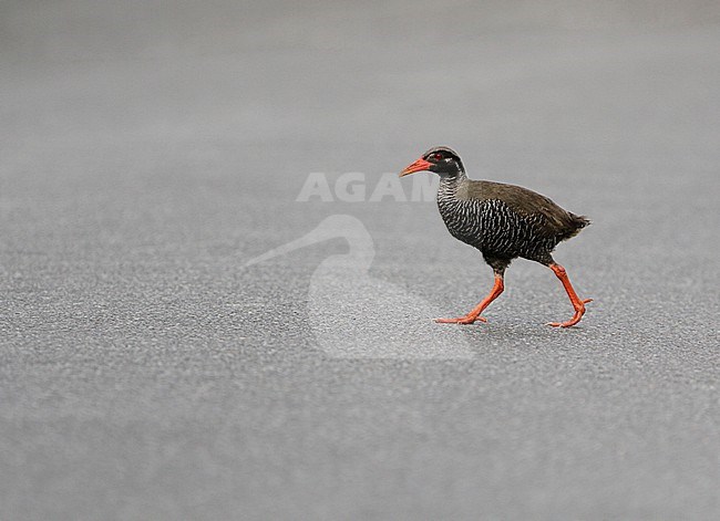 Okinawa rail , Hypotaenidia okinawae, on Okinawa island, Japan. Crossing the road. stock-image by Agami/James Eaton,