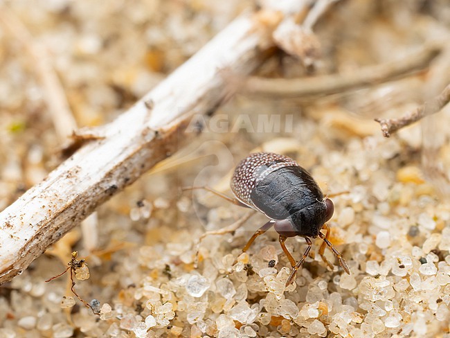 Geocoris grylloides instar stock-image by Agami/Arnold Meijer,