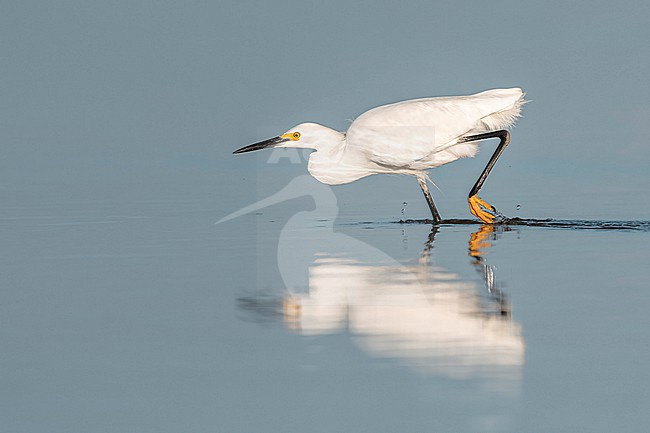 Snowy Egret (Egretta thula) hunting in natural swamp in Florida USA. stock-image by Agami/Marcel Burkhardt,