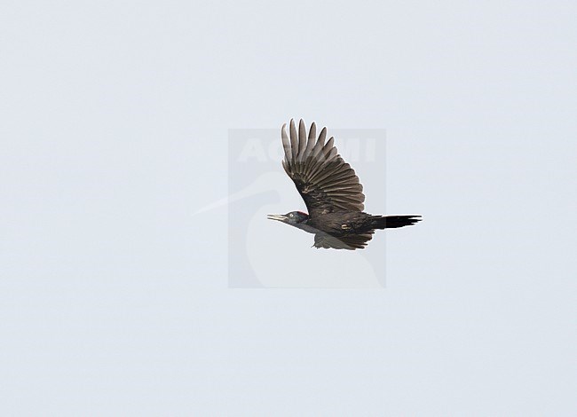 Female Black Woodpecker (Dryocopus martius) on migration, flying against blue sky showing underside stock-image by Agami/Ran Schols,