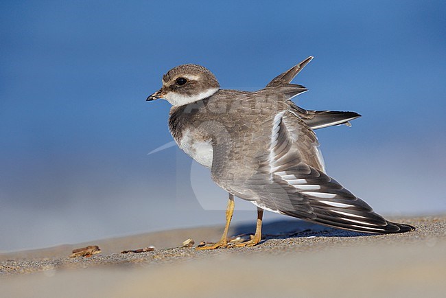 Ringed Plover (Charadrius hiaticula), side view of a juvenile stretching a wing, Campania, Italy stock-image by Agami/Saverio Gatto,