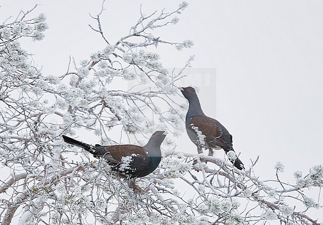Two male Western Capercaillies (Tetrao Urogallus) perched in a frost covered tree near Salla in northern Finland during cold winter. stock-image by Agami/Markus Varesvuo,