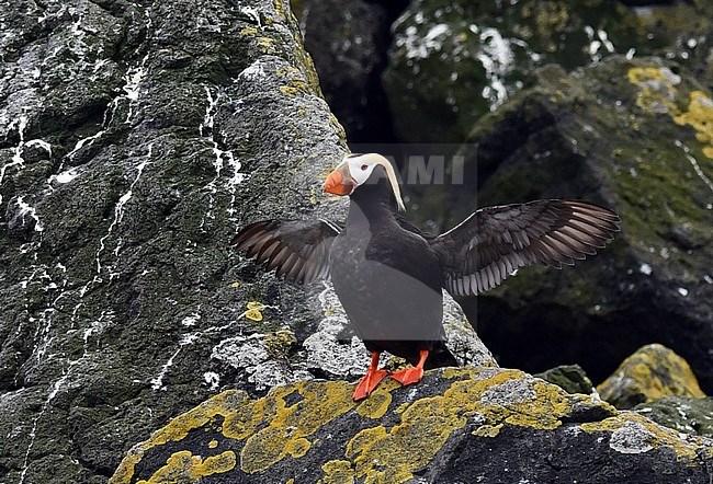 Adult Tufted Puffin (Fratercula cirrhata) in the Ring of Fire islands (Kurile island) in eastern Russia. Resting on a cliff, flapping its wings. stock-image by Agami/Laurens Steijn,