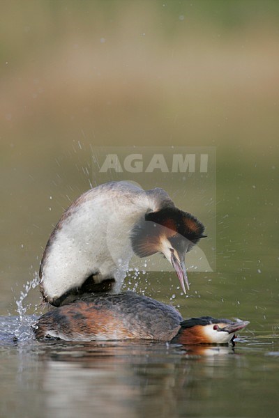 Futen parend; Great Crested Grebes mating stock-image by Agami/Menno van Duijn,