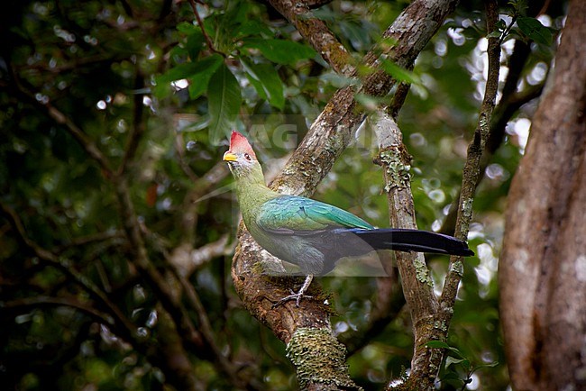 Endemic Bannerman's Turaco (Tauraco bannermani) perched on a branch, Cameroon stock-image by Agami/Tomas Grim,