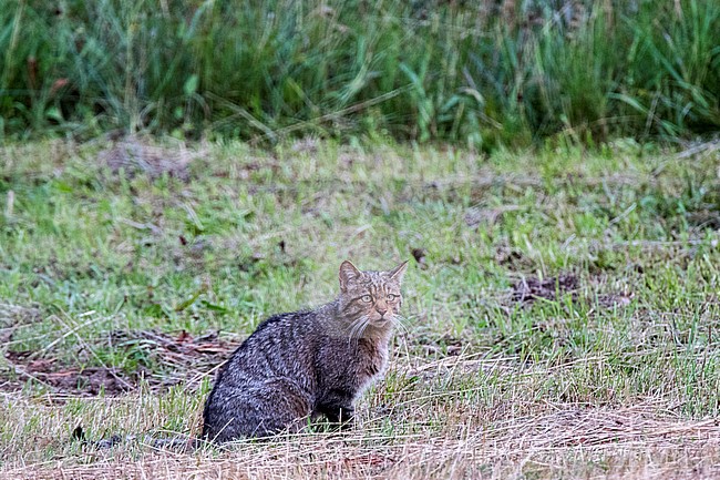 European Wild Cat (Felis silvestris silvestris) in Spain stock-image by Agami/Oscar Díez,